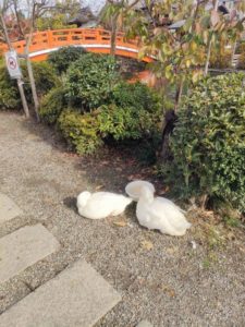 神泉苑のアヒル